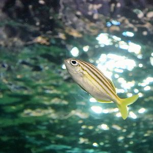 Mado (Atypichthys latus)