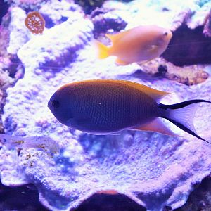 Swallowtail Angelfish (Genicanthus melanospilus)