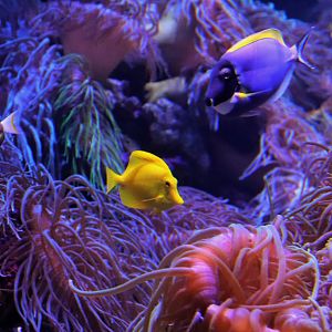 A Trio of Tangs