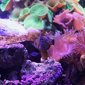 Pajama Cardinalfish (Sphaeramia nematoptera)