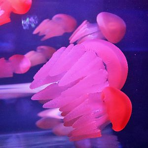 Blue Blubber (Catostylus mosaicus)