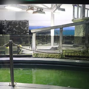 Penguin Enclosure