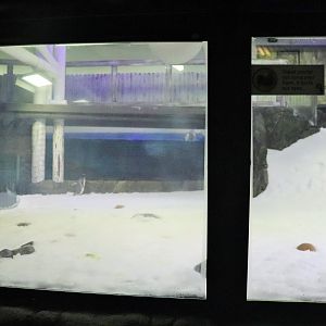 Penguin Enclosure