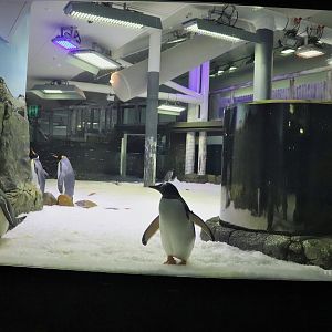 Penguin Enclosure