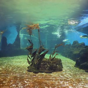 Penguin Underwater Viewing