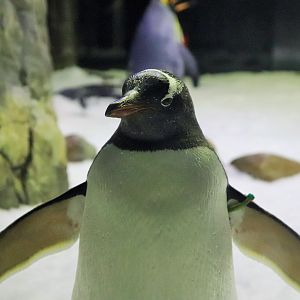 Gentoo Penguin (Pygoscelis papua)