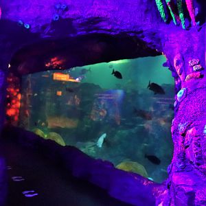 Day and Night on the Reef Exhibit
