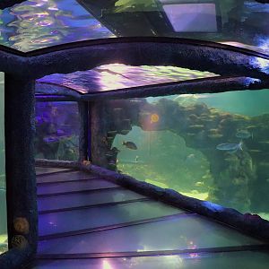 Day and Night on the Reef Exhibit