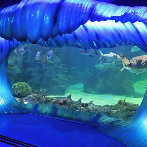 Day and Night on the Reef Exhibit - Turtle Beach