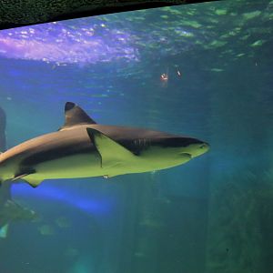 Blacktip Reef Shark (Carcharhinus melanopterus)