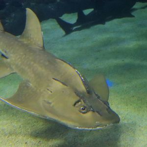 Bowmouth Guitarfish (Rhina ancylostomus)