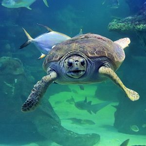 Loggerhead Turtle (Caretta caretta)