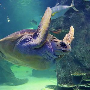 Loggerhead Turtle (Caretta caretta)