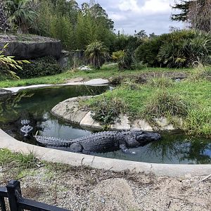 American alligator/Florida red-bellied turtle exhibit