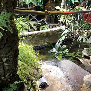 North American forest terrarium