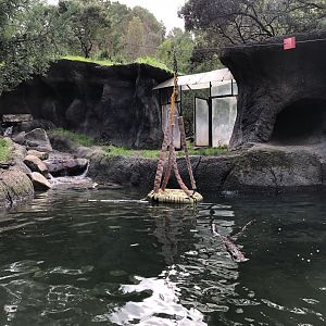 North American river otter exhibit