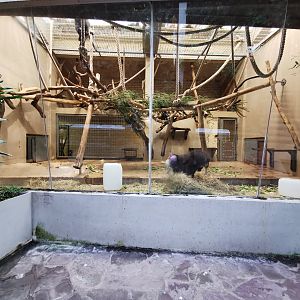 Drill (Mandrillus leucophaeus) indoors - Lemur house