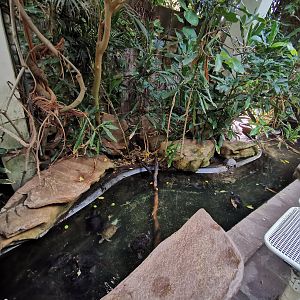 Turtle area - Lemur house