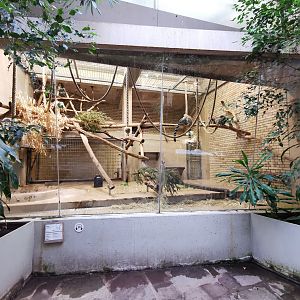 Ring-tailed lemur (Lemur catta) indoors - Lemur house