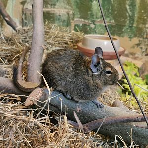 Degu (Octodon degus) - Lemur house