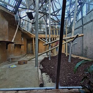 Old orangutan indoors - Afi Mountain