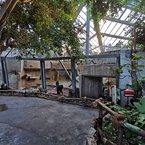 Gorilla indoors - Afi Mountain