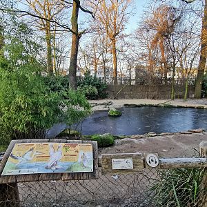 Great white pelican walk-through - "Afrika Sambesi"