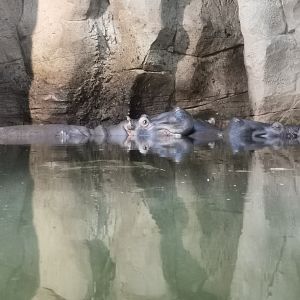 Hippos - "Afrika Sambesi"