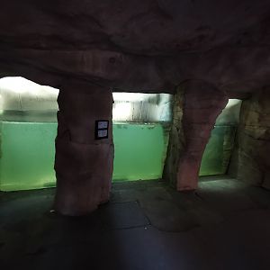 Hippo indoors - "Afrika Sambesi"