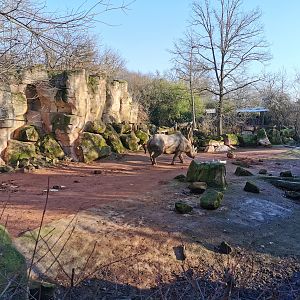 Eastern black rhino enclosure - "Afrika Sambesi"