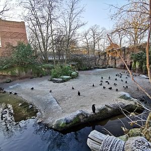 Hippo outdoors - "Afrika Sambesi"