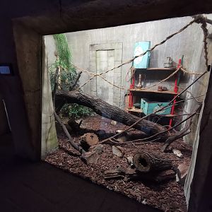 Northern treeshrew exhibit - "Indischen Dschungelpalast"