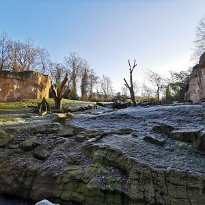 Gorilla outdoors - Afi Mountain