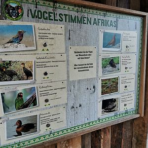 Species in the African aviary - Afi Mountain