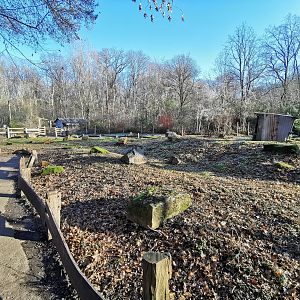 Red-necked wallaby Walk-through - "Australian Outback"