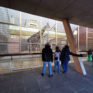 Rothschild's giraffe house - "Afrika Sambesi"