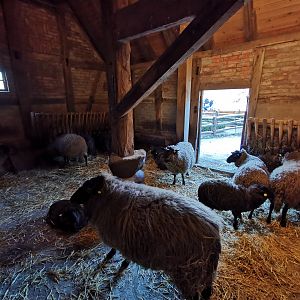 Pomeranian Coarsewool sheep - "Meyers Hof"