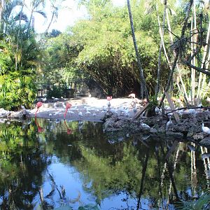 Flamingo Pond