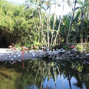 Flamingo Pond