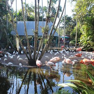 Flamingo Pond