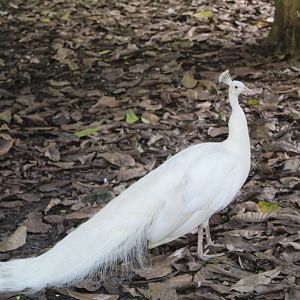 White Indian Peafowl