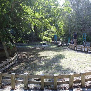 African Spurred Tortoise Exhibit