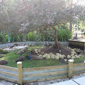 Box Turtle Exhibit (overrun with peafowl)