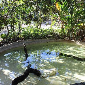 Alligator Snapping Turtle Exhibit