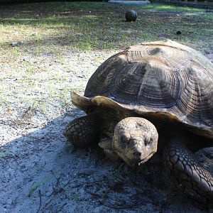 African Spurred Tortoise Close Up