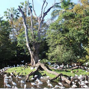 The Roostery (With 200+ White Ibis)