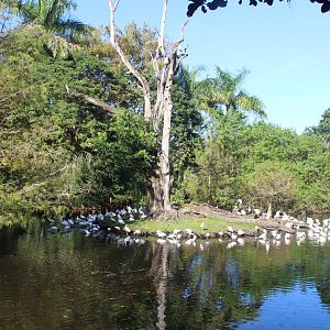 The Roostery (With 200+ White Ibis)