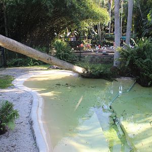 American Alligator Exhibit