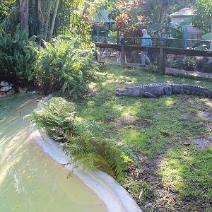 American Alligator Exhibit