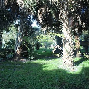 Florida Panther Exhibit
